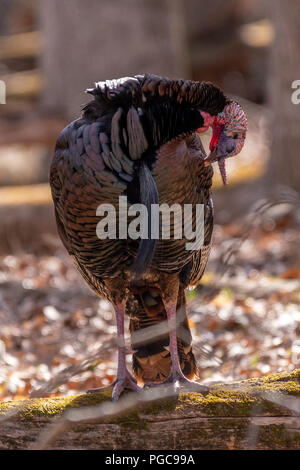 Un wild turchia (Meleagris gallopavo) stallieri se stesso mentre sta in piedi su un albero abbattuto in una foresta. Foto Stock