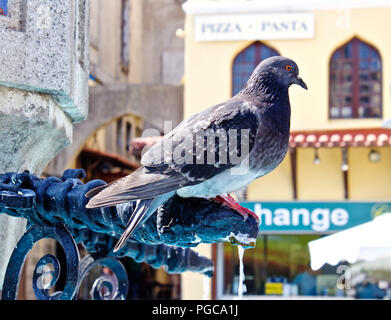 Piccione appollaiato sulla fontana Foto Stock