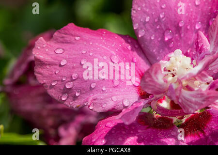 Close up di rosa di Sharon fiore con gocce di pioggia Foto Stock