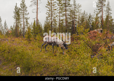 La Lapponia Finlandia, renne in forrest su un moody giorno Foto Stock