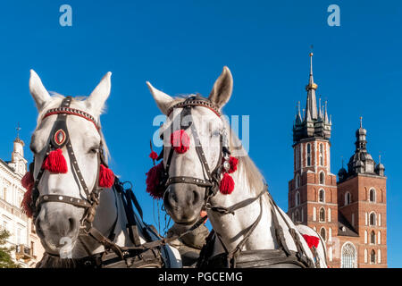Coppia di cavalli bianchi con il Saint Mary's Basilica in background nel centro storico di Cracovia in Polonia su una bella giornata di sole Foto Stock
