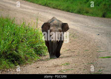 Borneo elefante pigmeo Elephas maximus borneensis Foto Stock