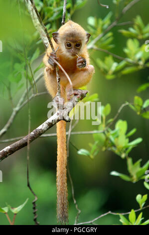 Baby foglia argento langur monkey lutung Trachypithecus cristatus Foto Stock