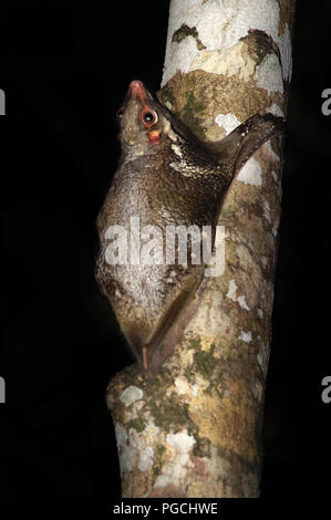 Colugo battenti lemur Galeopterus variegatus Foto Stock
