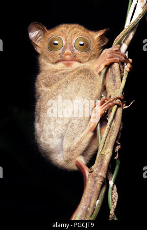 Horsfield's tarsier Cephalopachus bancanus western tarsier Foto Stock