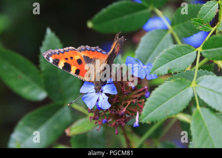 Tartaruga Butterfly Foto Stock