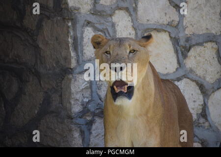 la Regina Foto Stock