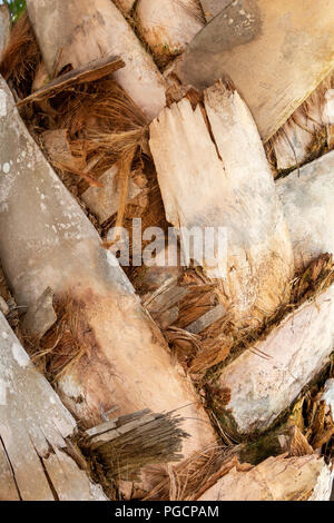 Cavolo palm (Sabal palmetto) tronco di albero corteccia closeup, mostrando bootjacks - Hollywood, Florida, Stati Uniti d'America Foto Stock