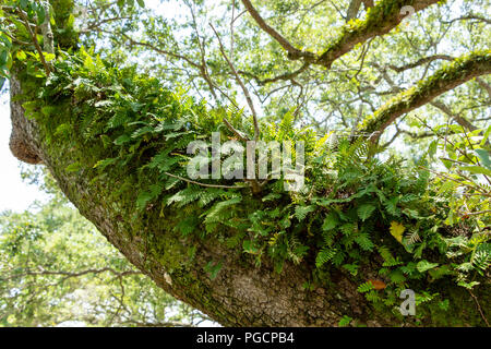 La risurrezione fern (Pleopeltis polypodioides) crescente sul ramo di un southern Live Oak tree (Quercus virginiana) - Topeekeegee Yugnee (TY) Park, Hollyw Foto Stock