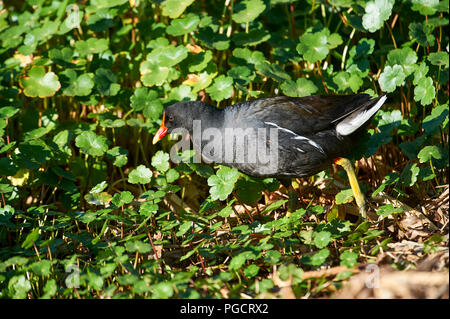 Pollo Sultano comune (Gallinula galeata) foraggio lungo il bordo del lago Chapala, Ajijic, Jalisco, Messico Foto Stock