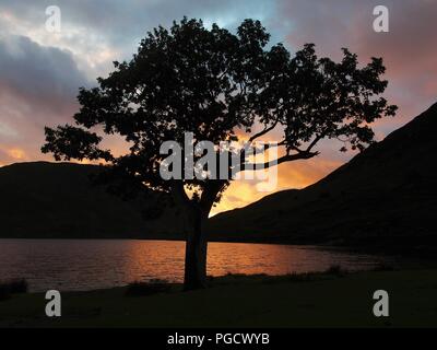 Una quercia a Crummock acqua, Stagliano dal sole al tramonto, Buttermere Valley, Parco Nazionale del Distretto dei Laghi, Cumbria, England, Regno Unito Foto Stock