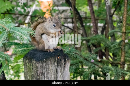 Un gray squirrel appollaiato su un palo di legno, stringendo un dado nella sua artigli, nel Parco Nazionale e Riserva di Denali in Alaska, Stati Uniti d'America in estate. Foto Stock