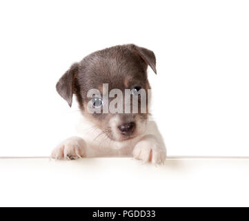 Bianco isolato 6 settimane vecchio Jack Russel cucciolo di cane Foto Stock