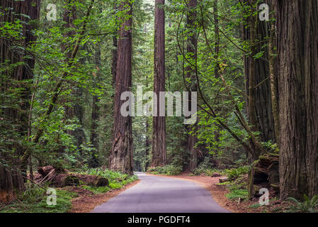 Strada che corre attraverso fondatori Grove in Humboldt Redwoods State Park, California, Stati Uniti d'America. Foto Stock