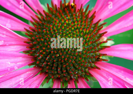 Coneflower seedhead Foto Stock