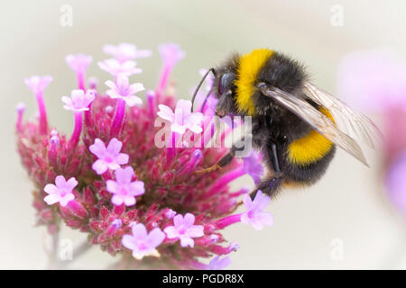 Bumblebee su Verbena Bonariensis fiori Foto Stock