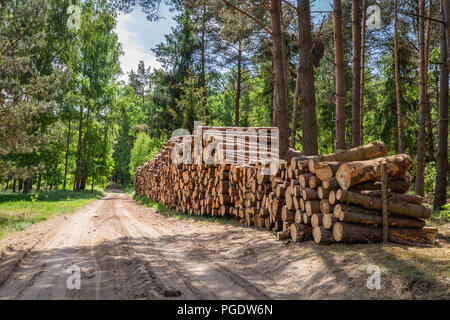 Grande quantità di legno tagliato dopo la tempesta Foto Stock