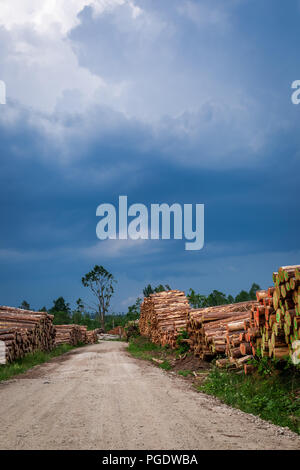 Grande quantità di abbattimento di alberi dopo un vento di tempesta Foto Stock