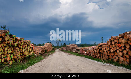 Grande quantità di legno tagliato dopo un vento di tempesta Foto Stock