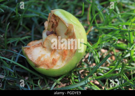 Mezza mangiata, Granny Smith mela verde, gettato a terra e invecchiata a secco della mela verde trovato sul prato di Skokie, Illinois, Stati Uniti d'America su una soleggiata giornata estiva. Foto Stock