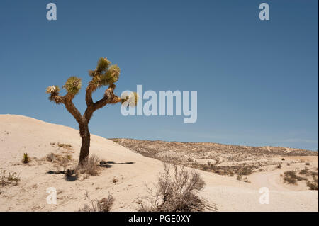 A Joshua Tree in piedi sulle dune di sabbia contro il cielo blu Foto Stock