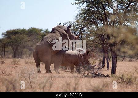 White Rhino coniugata (Ceratotherium simum), Mokala national park, Sud Africa. Foto Stock