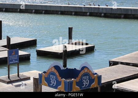 Lone Sea Lion su Pier 39, Fisherman's Wharf di San Francisco, California, Stati Uniti d'America Foto Stock