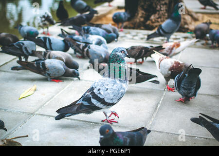 Pegions o colombe abitato la città, pegions è il simbolo della pace, della Thailandia. Foto Stock