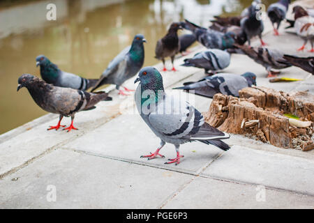 Pegions o colombe abitato la città, pegions è il simbolo della pace, della Thailandia. Foto Stock