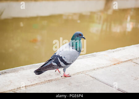 Pegions o colombe abitato la città, pegions è il simbolo della pace, della Thailandia. Foto Stock