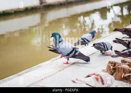 Pegions o colombe abitato la città, pegions è il simbolo della pace, della Thailandia. Foto Stock