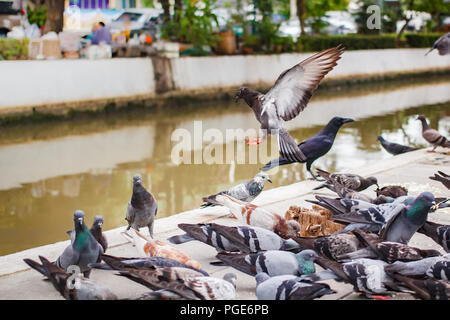 Pegions o colombe abitato la città, pegions è il simbolo della pace, della Thailandia. Foto Stock