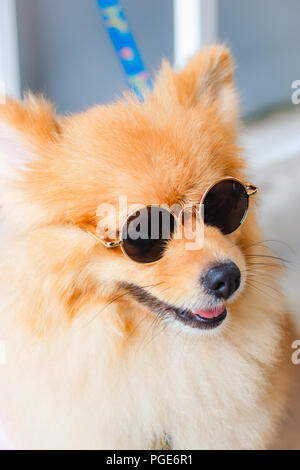 Cane di Pomerania sorriso così carino, bello cane Pomerania. Foto Stock