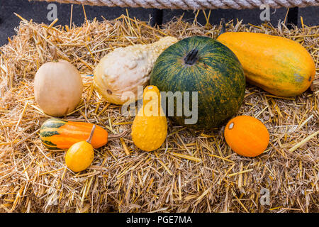 Zucche decorative disposizione su sfondo di fieno per la caduta della decorazione. Foto Stock