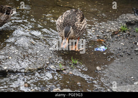 Anatre sulle rive di Loch Lomond in Loch Lomond e il Trossachs National Park Foto Stock
