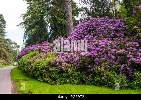 Cespugli di rododendro vicino stazione Wolferton sulla tenuta Sandringham, Norfolk. Foto Stock