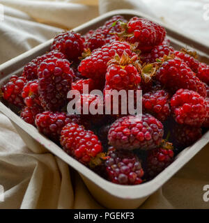 Tayberries (un blackberry-lampone hybrid provenienti dalla Scozia) in un quadrato contenitore di carta Foto Stock
