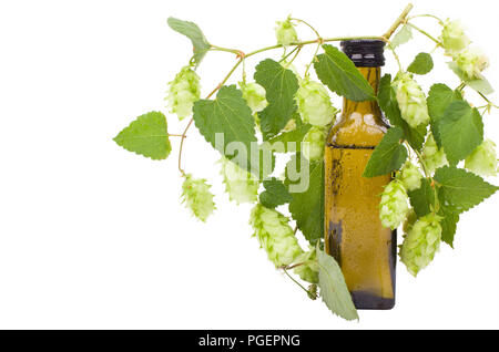 Fower con la foglia di luppolo. Bottiglia e le medicine naturali. Coni di luppolo, bottiglia isolato su uno sfondo bianco. Foto Stock