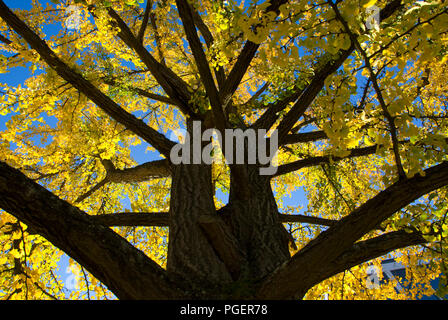 Autunno ginkgo, capitale dello stato del Parco Statale di Salem, Oregon Foto Stock