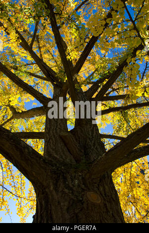 Autunno ginkgo, capitale dello stato del Parco Statale di Salem, Oregon Foto Stock