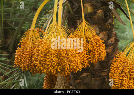 I grappoli di ripe date in crescita su data Palm tree. Dacca in Bangladesh. Foto Stock