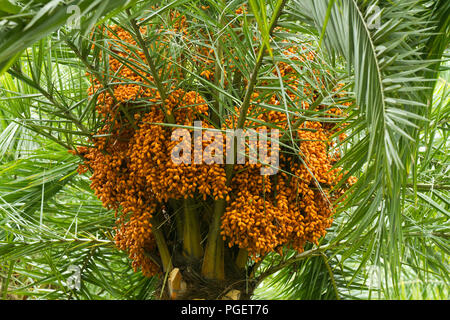 I grappoli di ripe date in crescita su data Palm tree. Dacca in Bangladesh. Foto Stock