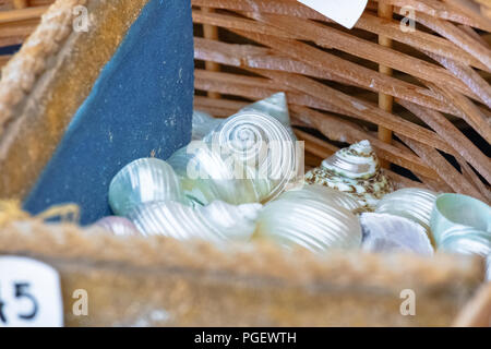 Raccolta mista di conchiglie di mare al mercato locale Foto Stock