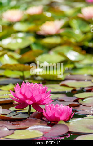 Studio della Rosa Ninfee Foto Stock