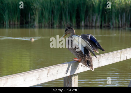 Mallard duck perso il basamento in piedi su una recinzione di legno Foto Stock