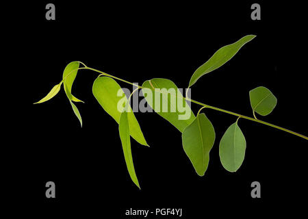 Eucalipto isolato su sfondo nero con tracciato di ritaglio Foto Stock