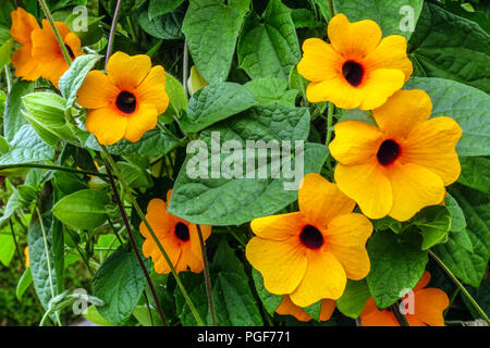 Vite Susan dagli occhi neri, fiori di Thunbergia alata, piante da arrampicata Foto Stock