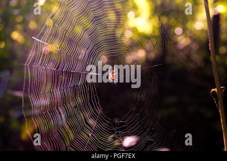 La mattina presto la luce del sole che splende su una spotted orb-weaver spider centrato sul suo web nella foresta a Yates mulino Parcheggio contea in Raleigh North Carolina Foto Stock