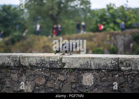 Un corvo passeggiate attraverso il Cimitero di Stirling, Scozia Foto Stock