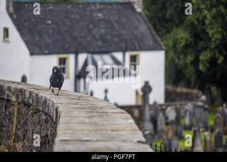 Un corvo passeggiate attraverso il Cimitero di Stirling, Scozia Foto Stock